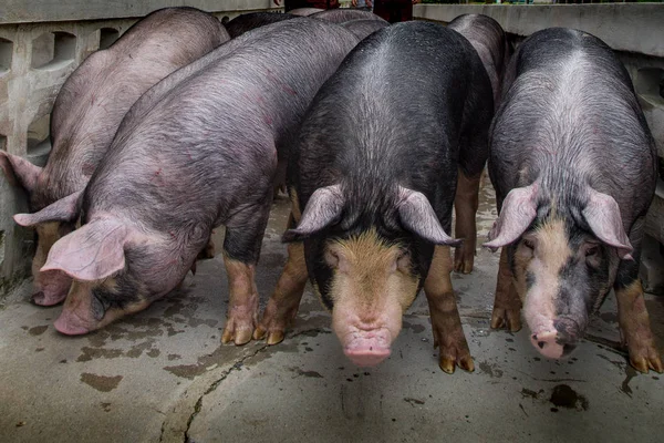 사업을 Pigfarmingis는 가축으로 돼지의 — 스톡 사진