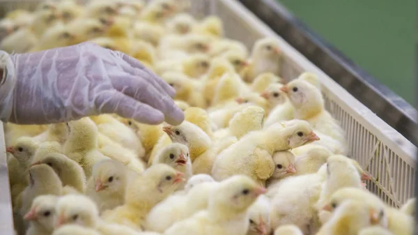 Kümes hayvanları iş. tavuk çiftliği iş yüksek tarım ve tarım teknoloji kullanarak. Tavuk işlem seçin. Bu bebek tavuk olduğunu.