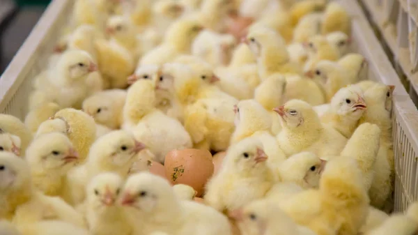 Aves Capoeira Negócio Granja Frango Com Alta Agricultura Usando Tecnologia — Fotografia de Stock