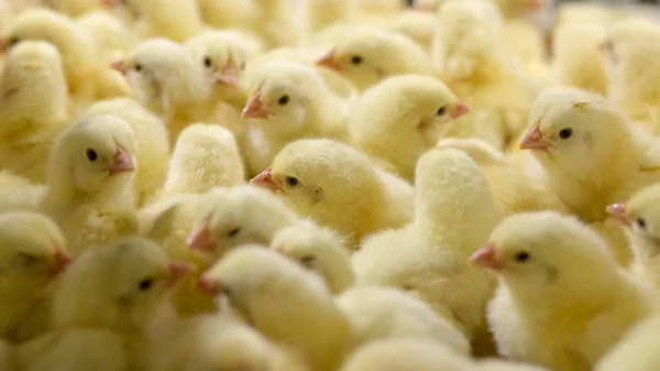 Kümes hayvanları iş. tavuk çiftliği iş yüksek tarım ve tarım teknoloji kullanarak. Tavuk işlem seçin. Bu bebek tavuk olduğunu.