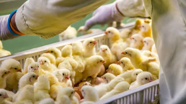 Aves Capoeira Negócio Granja Frango Com Alta Agricultura Usando Tecnologia — Fotografia de Stock