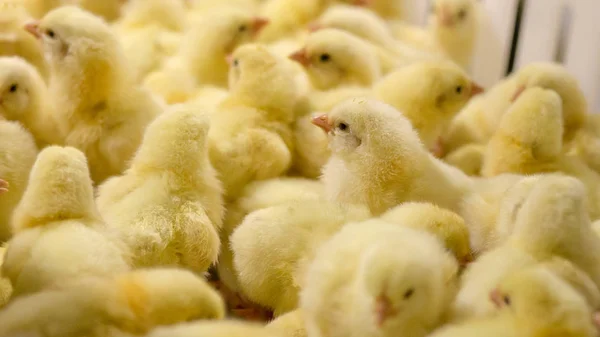 Negocios Avícolas Negocio Granja Pollo Con Alta Agricultura Uso Tecnología —  Fotos de Stock
