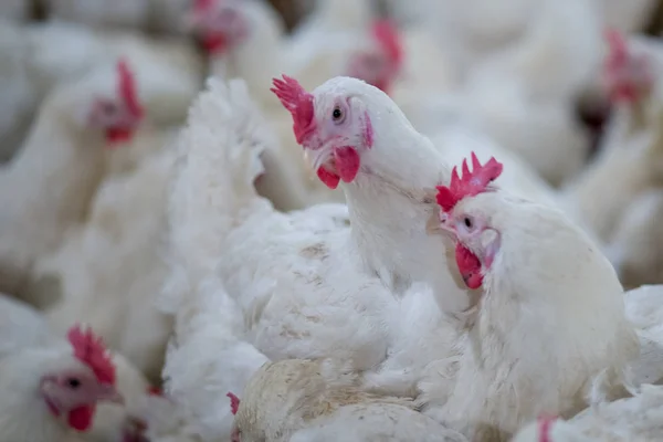 Aves Capoeira Com Frango Criação Gado Negócio Habitação Para Fins — Fotografia de Stock