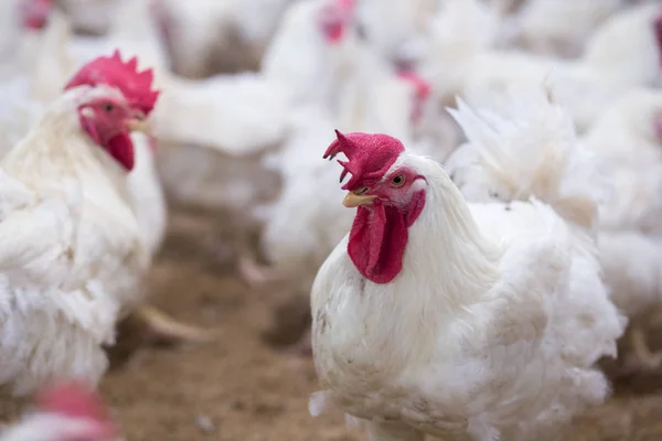 Aves Capoeira Com Frango Criação Gado Negócio Habitação Para Fins — Fotografia de Stock