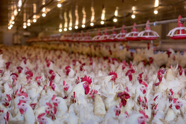 Poultry farm with chicken. Husbandry, housing business for the purpose of farming meat, White chicken Farming feed in indoor housing. Live chicken for meat and egg production inside a storage.