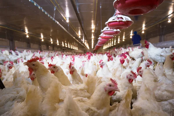 Peternakan Unggas Dengan Ayam Suami Bisnis Perumahan Untuk Tujuan Daging — Stok Foto