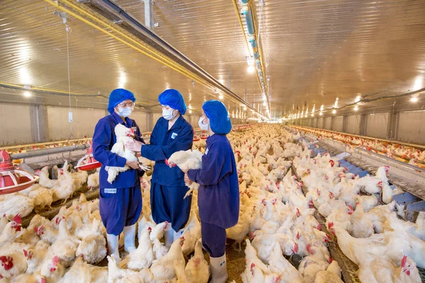 Tavuklu kümes hayvanı çiftliği. Çiftlik işleri, çiftlik hayvanları için konut işleri, ev içinde beyaz tavuk çiftliği. Et ve yumurta üretimi için canlı tavuk depoda.