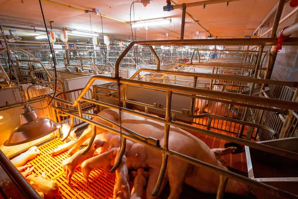 농장입니다 비즈니스 주택에 Piglets를 돼지고기 모유를 먹으십시오 — 스톡 사진
