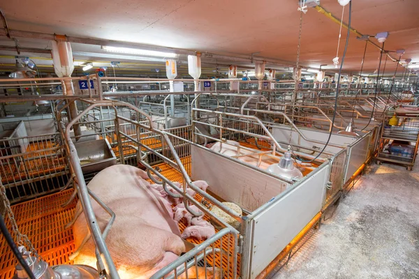 Svin Jordbruk Förälder Svin Gård Utfodring Baby Smågrisar Djurhållning Business — Stockfoto