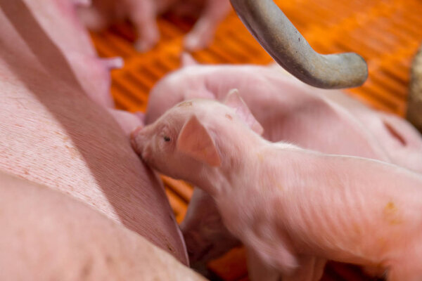 swine farming - parent swine farm. Feeding baby piglets, one of livestock farming business feeding in indoor housing. Many pigs are eating pork breast milk.