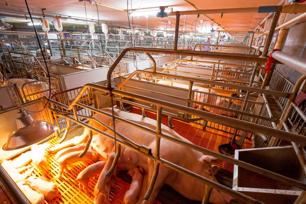 농장입니다 비즈니스 주택에 Piglets를 돼지고기 모유를 먹으십시오 — 스톡 사진