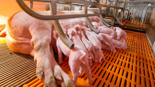 swine farming - parent swine farm. Feeding baby piglets, one of livestock farming business feeding in indoor housing. Many pigs are eating pork breast milk.