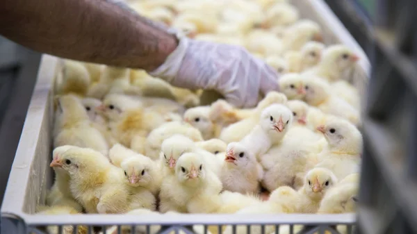 Aves Capoeira Negócio Granja Frango Com Alta Agricultura Usando Tecnologia — Fotografia de Stock