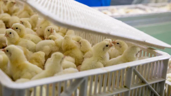 Aves Capoeira Negócio Granja Frango Com Alta Agricultura Usando Tecnologia — Fotografia de Stock