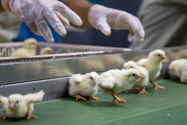 Poultry Business. chicken farm business with high farming and using technology on farming. Selecting chicken process. This is baby Chicken.