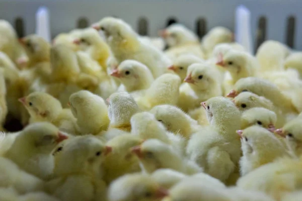 Επιχείρηση Πουλερικών Κοτόπουλο Αγρόκτημα Επαγγελματίες Υψηλό Γεωργία Και Χρησιμοποιώντας Την — Φωτογραφία Αρχείου