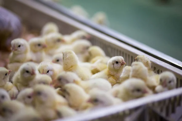 Aves Capoeira Negócio Granja Frango Com Alta Agricultura Usando Tecnologia — Fotografia de Stock