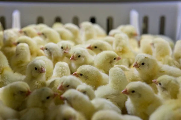 Aves Capoeira Negócio Granja Frango Com Alta Agricultura Usando Tecnologia — Fotografia de Stock