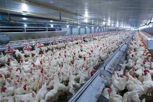 Tavuklu kümes hayvanı çiftliği. Çiftlik işleri, çiftlik hayvanları için konut işleri, ev içinde beyaz tavuk çiftliği. Et ve yumurta üretimi için canlı tavuk depoda.