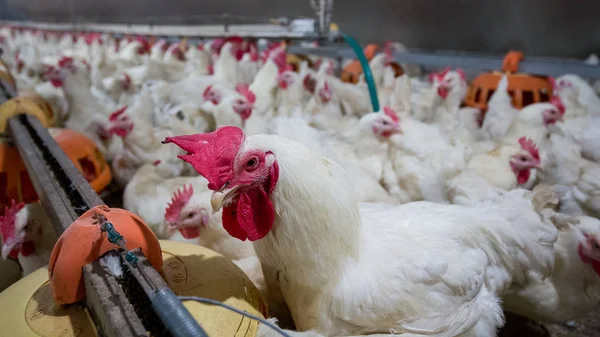 Εκτροφείο Πουλερικών Κοτόπουλο Husbandry Στεγαστική Επιχείρηση Για Σκοπούς Εκτροφής Κρέατος — Φωτογραφία Αρχείου