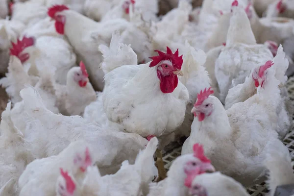 Granja Avícola Con Pollo Cría Negocio Vivienda Con Propósito Carne — Foto de Stock