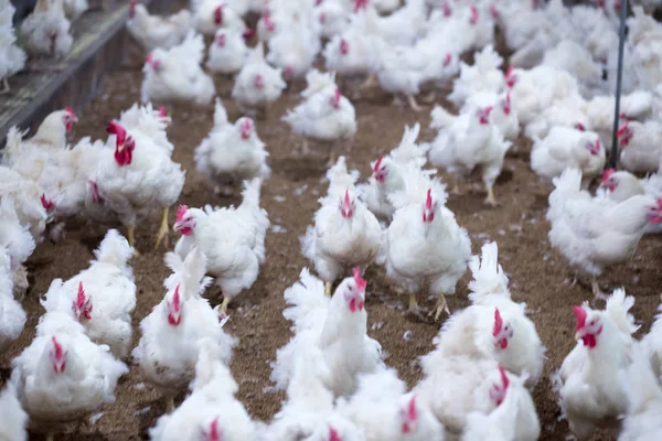 Poultry farm with chicken. Husbandry, housing business for the purpose of farming meat, White chicken Farming feed in indoor housing. Live chicken for meat and egg production inside a storage.