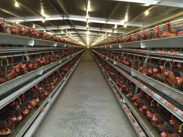 Çok düzeyli üretim hattı konveyör tavuk yumurtası tavuk çiftliği, katman çiftlik konut, tarım teknolojik ekipman üretim hattı. Sınırlı alan derinliği.