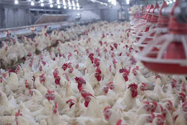 Ferme Avicole Avec Poulet Élevage Entreprise Logement Des Fins Élevage — Photo