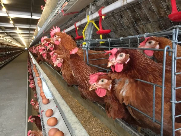 Mehrstufige Produktionslinie Förderband Produktionslinie Von Hühnereiern Einer Geflügelfarm Schichtbetrieb Stallungen — Stockfoto