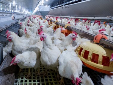 Broiler damızlık tavuk tavuk çiftliği. Et, tarım amacıyla iş konut yetiştiriciliği, beyaz tavuk çiftliği yem kapalı konut. Tavuk eti için yaşamak, üretim depolama içinde yumurta