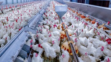 Broiler damızlık tavuk tavuk çiftliği. Et, tarım amacıyla iş konut yetiştiriciliği, beyaz tavuk çiftliği yem kapalı konut. Tavuk eti için yaşamak, üretim depolama içinde yumurta