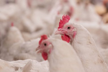 Broiler damızlık tavuk tavuk çiftliği. Et, tarım amacıyla iş konut yetiştiriciliği, beyaz tavuk çiftliği yem kapalı konut. Tavuk eti için yaşamak, üretim depolama içinde yumurta