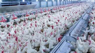 Broiler damızlık tavuk tavuk çiftliği. Et, tarım amacıyla iş konut yetiştiriciliği, beyaz tavuk çiftliği yem kapalı konut. Tavuk eti için yaşamak, üretim depolama içinde yumurta