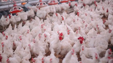 Broiler damızlık tavuk tavuk çiftliği. Et, tarım amacıyla iş konut yetiştiriciliği, beyaz tavuk çiftliği yem kapalı konut. Tavuk eti için yaşamak, üretim depolama içinde yumurta