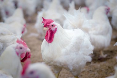 Broiler damızlık tavuk tavuk çiftliği. Et, tarım amacıyla iş konut yetiştiriciliği, beyaz tavuk çiftliği yem kapalı konut. Tavuk eti için yaşamak, üretim depolama içinde yumurta
