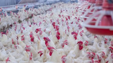Broiler damızlık tavuk tavuk çiftliği. Et, tarım amacıyla iş konut yetiştiriciliği, beyaz tavuk çiftliği yem kapalı konut. Tavuk eti için yaşamak, üretim depolama içinde yumurta