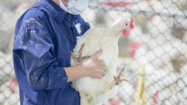 Broiler damızlık tavuk tavuk çiftliği. Et, tarım amacıyla iş konut yetiştiriciliği, beyaz tavuk çiftliği yem kapalı konut. Tavuk eti için yaşamak, üretim depolama içinde yumurta
