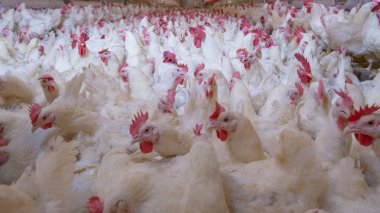 Broiler damızlık tavuk tavuk çiftliği. Et, tarım amacıyla iş konut yetiştiriciliği, beyaz tavuk çiftliği yem kapalı konut. Tavuk eti için yaşamak, üretim depolama içinde yumurta
