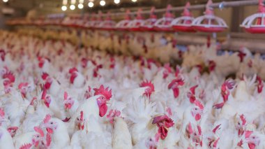 Broiler damızlık tavuk tavuk çiftliği. Et, tarım amacıyla iş konut yetiştiriciliği, beyaz tavuk çiftliği yem kapalı konut. Tavuk eti için yaşamak, üretim depolama içinde yumurta