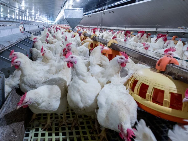 Peternakan Unggas Dengan Ayam Broiler Peternak Suami Bisnis Perumahan Untuk — Stok Foto