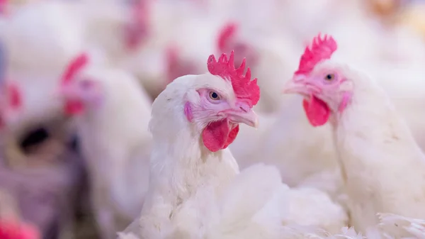 Granja Avícola Con Pollo Reproductores Pollos Engorde Cría Negocio Vivienda — Foto de Stock