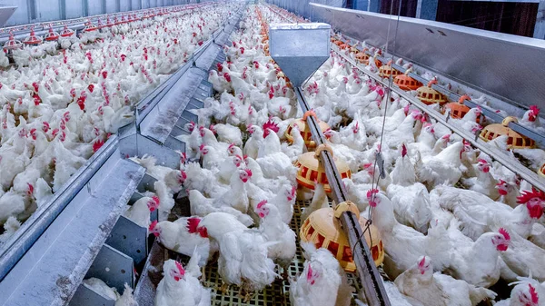 Granja Avícola Con Pollo Reproductores Pollos Engorde Cría Negocio Vivienda — Foto de Stock