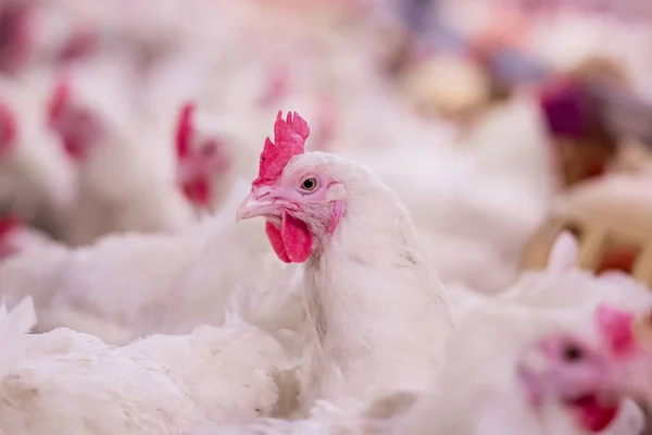 Broiler damızlık tavuk tavuk çiftliği. Et, tarım amacıyla iş konut yetiştiriciliği, beyaz tavuk çiftliği yem kapalı konut. Tavuk eti için yaşamak, üretim depolama içinde yumurta