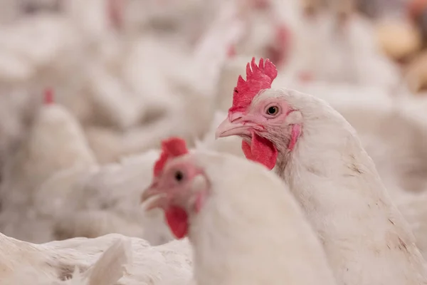 Granja Avícola Con Pollo Reproductores Pollos Engorde Cría Negocio Vivienda — Foto de Stock