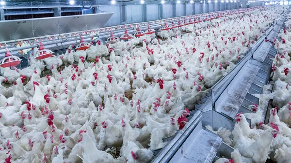 Peternakan Unggas Dengan Ayam Broiler Peternak Suami Bisnis Perumahan Untuk — Stok Foto