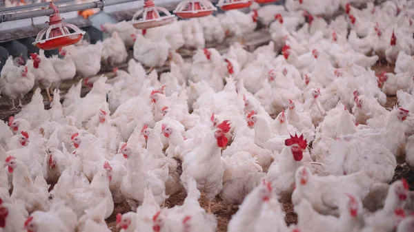 Πτηνοτροφείο Κοτόπουλο Εκτροφέας Κοτόπουλων Κρεατοπαραγωγής Κτηνοτροφία Στέγαση Επιχειρήσεων Σκοπό Την — Φωτογραφία Αρχείου