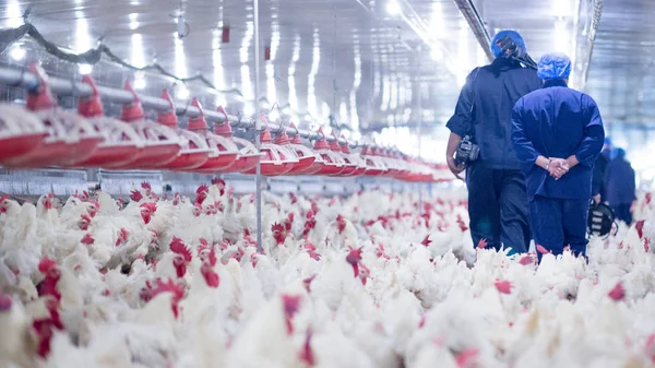 Broiler Damızlık Tavuk Tavuk Çiftliği Tarım Amacıyla Konut Yetiştiriciliği Beyaz — Stok fotoğraf