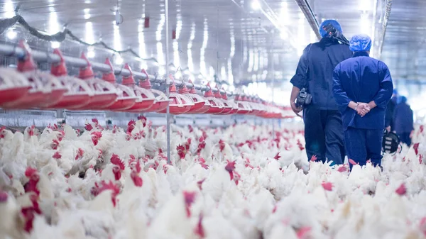 Pluimveebedrijf Met Vleeskuikens Fokker Kip Veeteelt Huisvesting Van Bedrijven Met — Stockfoto