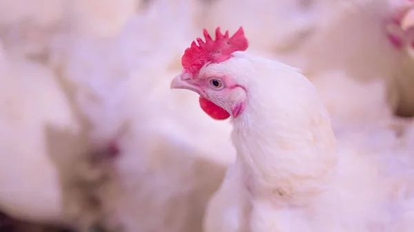 Poultry farm with broiler breeder chicken. Husbandry, housing business for the purpose of farming meat, White chicken Farm feed in indoor housing. Live chicken for meat, egg production inside storage