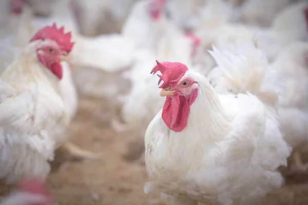 Poultry farm with broiler breeder chicken. Husbandry, housing business for the purpose of farming meat, White chicken Farm feed in indoor housing. Live chicken for meat, egg production inside storage
